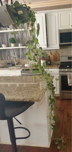 Pothos