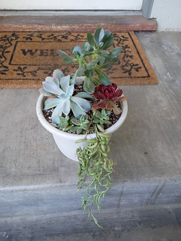 Succulents