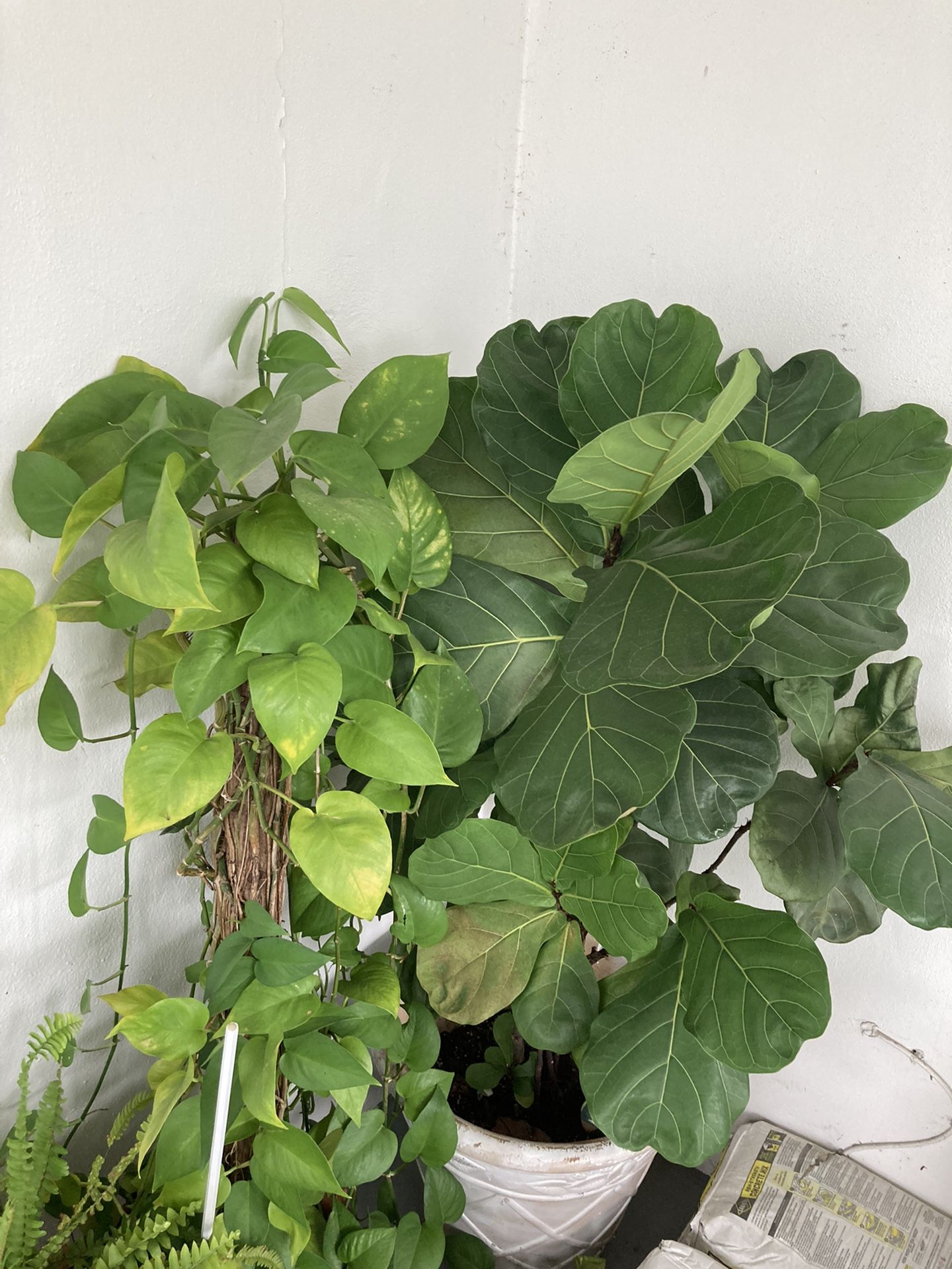 Nice Big Green Indoor Office Or Home Plant