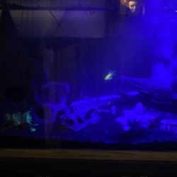 50 Gallon Aquarium With Accessories 