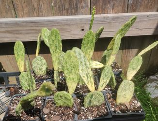 Variegated Cactus