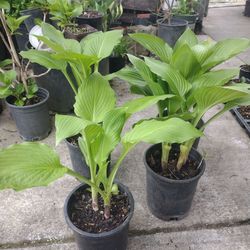 Hosta plants