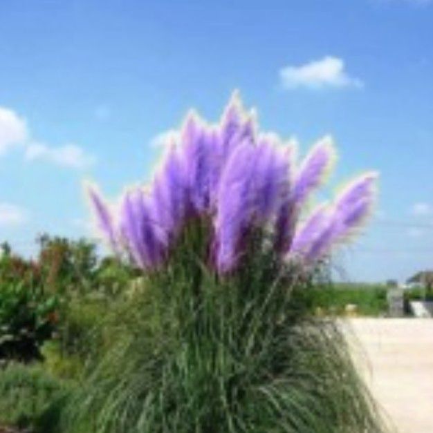 Purple pampas grass seeds
