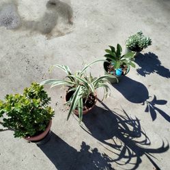 $5 Plants