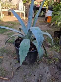 Maguey/American Agave