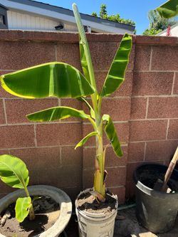 Thai Banana Tree, 5.1/2 Fts Tall