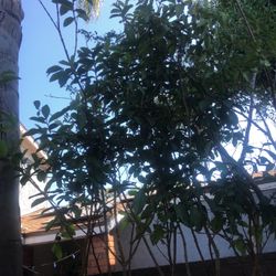 Guayaba Árboles