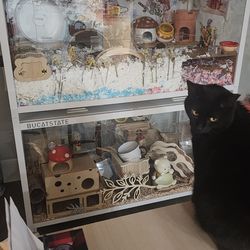 Bucatstate 3.0 -  Hamster wheels -  Tunnels,  Hideouts, Wheel Pedometers, and more