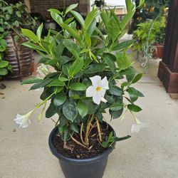 Large Mandevilla ARRIVE, BEAUTIFUL AND HEALTHY PLANTS. $40 each