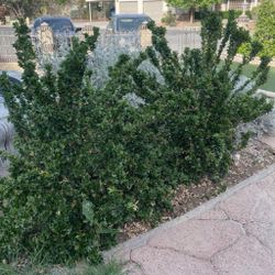 Green Spire Euonymus (3 large)