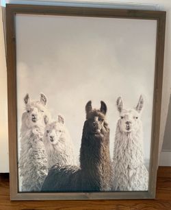 Llama framed art