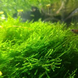 Christmas Moss  For Fresh Water Aquarium 