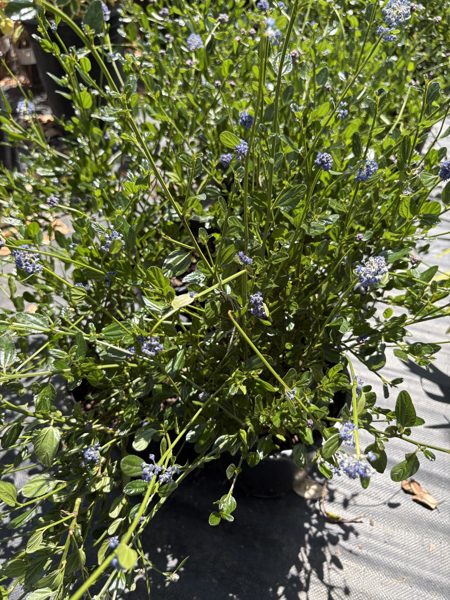 California Lilac