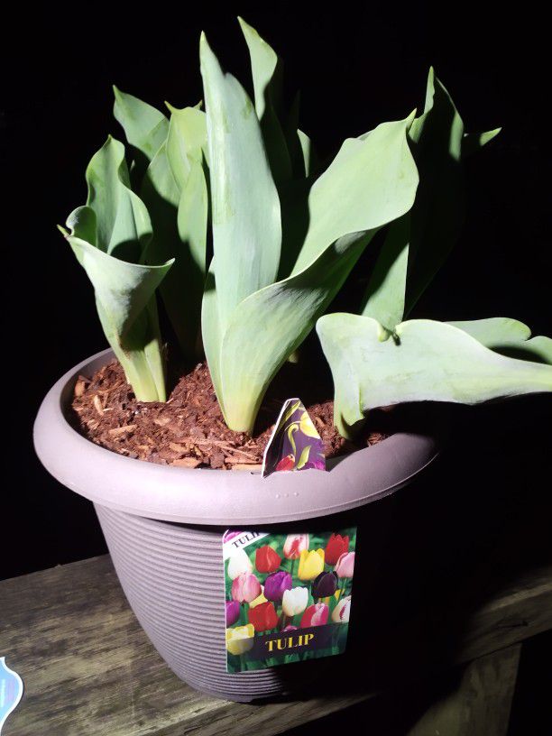 Potted Tulip Plant 