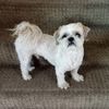 Gizmo909