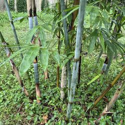 ***Bamboo Plant Sale***