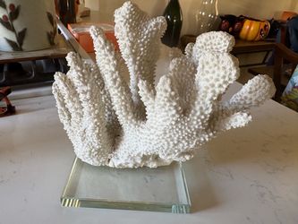 Vintage Natural White Coral Specimen on Glass Base