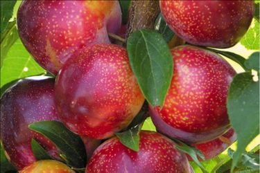 Grafted Plum, Avocado, Cherry, Peach, Pear, Nectarine, Apple, Mandarin Trees