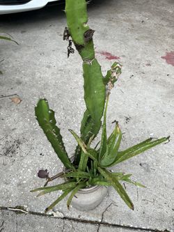 Cactus Plant And Aloe 