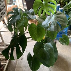 Monstera