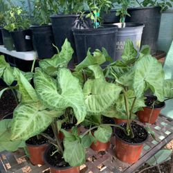 White Butterfly Arrowhead Vine Live Plant Indoor Houseplant - 5 each