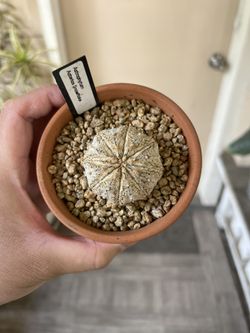 Astrophytum Asterias Snowflake