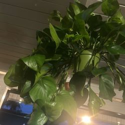Pothos