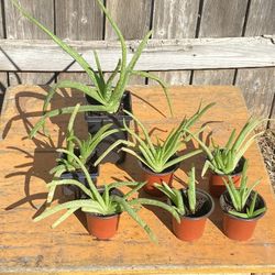 Aloe Vera Plants 