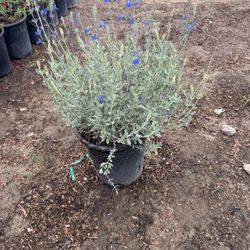 German Sage 5gal