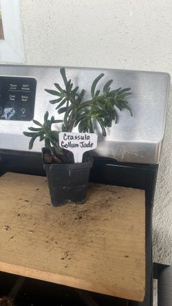 Crassula Gollum Jade