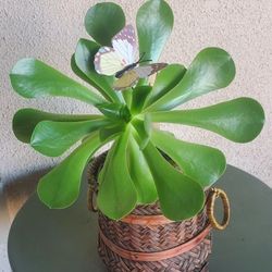 Handcrafted Basket With Beautiful Aeonium Plant