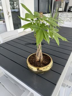 Money Tree Bonsai 