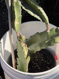 Multi graft Dragonfruit