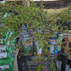 White Peach Tree $30