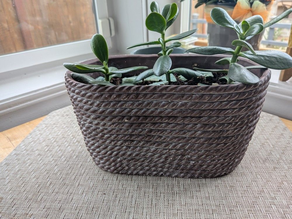 3 Jade Plants