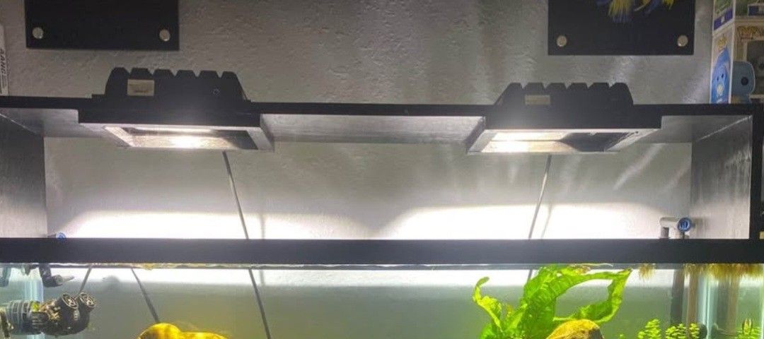 55 Gal Tank Lights
