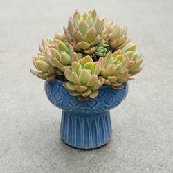 Succulents plants 🪴 (Echeveria 'Silk Veil')