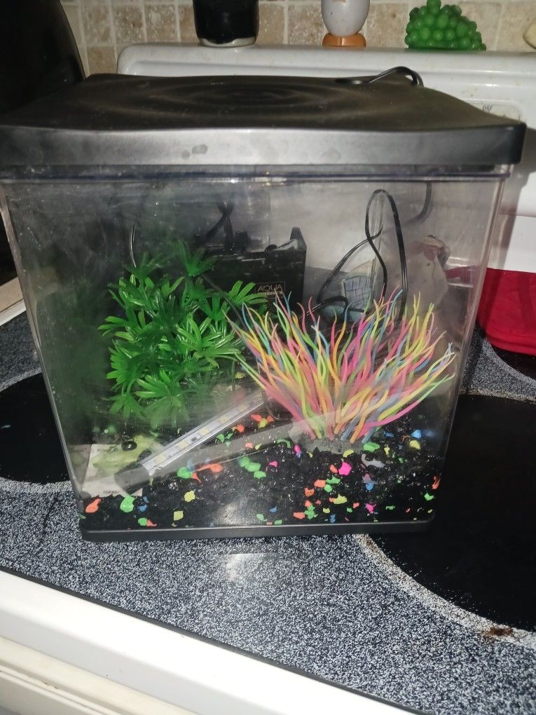 Cute Aquarium All U See An Filter Temp Gage Etc 9 Firm