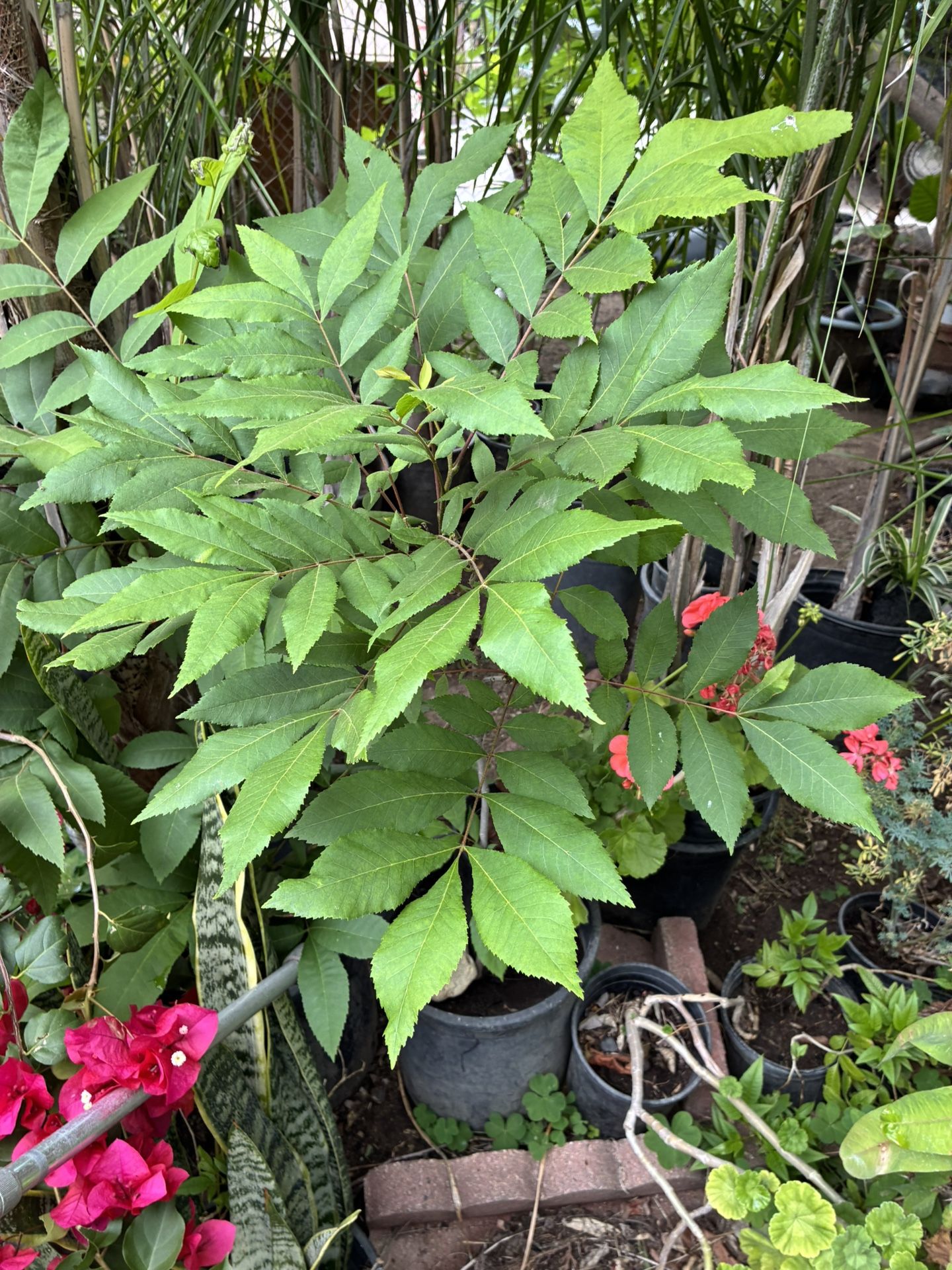 Walnut Tree