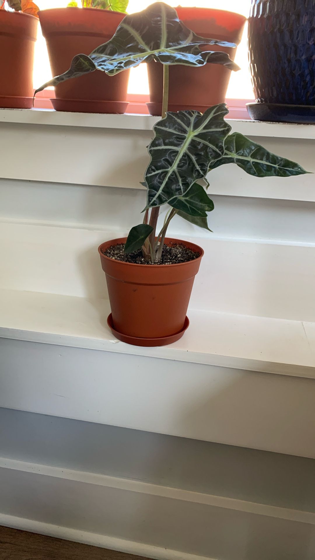 Medium Size  House Plant Alocasia