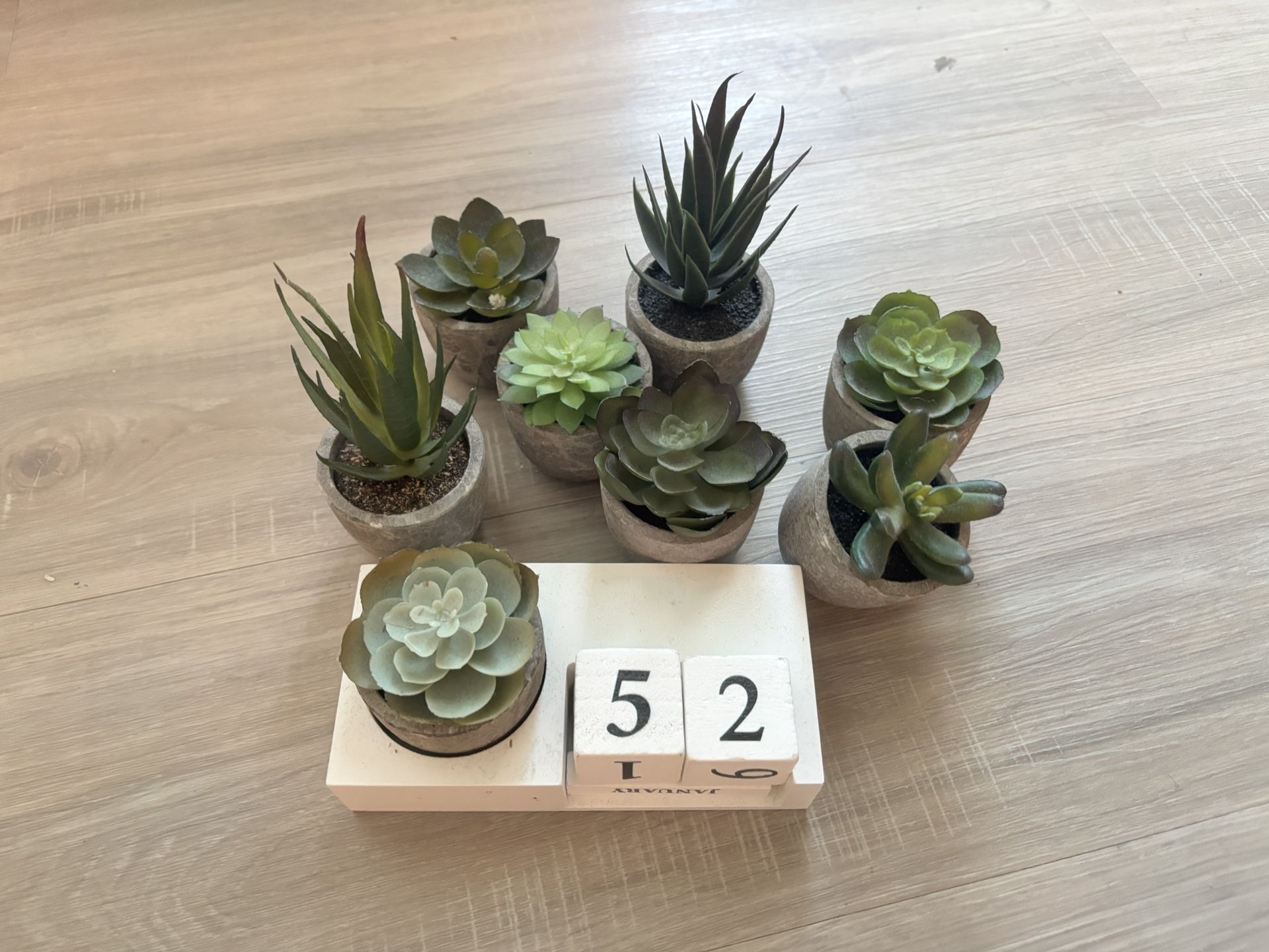 Succulent Desk Decor
