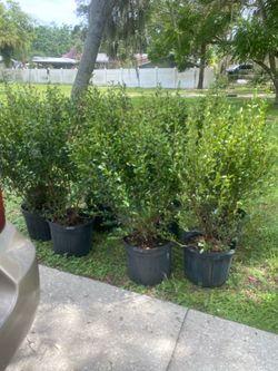 Trees