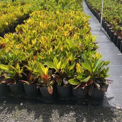 Plants  Any Size  Available 