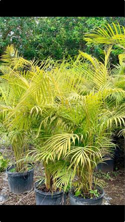 Areca 7g full