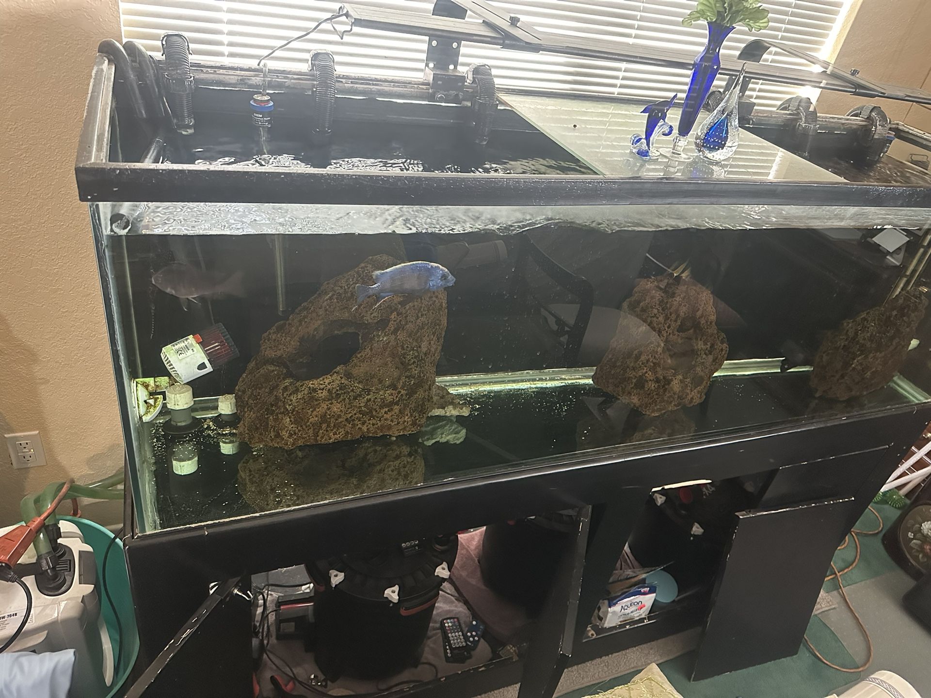 Fish Tank