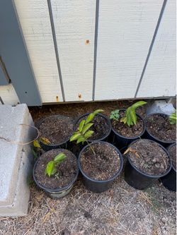 Sour sop plant
