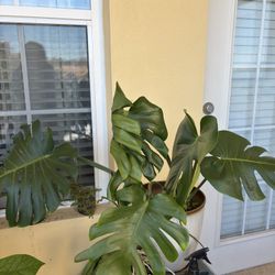 Large Monstera Plant 