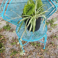 2 Pretty Plants 🪴 In One/Well Established/1 Gallon 