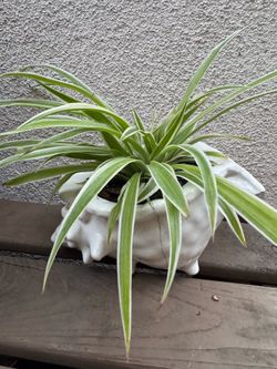 Spider plant
