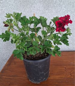 Crane’s bill flower / Geranium / Geranio Flor